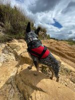 ARNÉS AGILITY LÍNEA SOFT