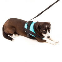 ARNES AGILITY LÍNEA STRONG