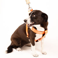 PECHERA CON CORREA 4 CMS SEGURIDAD